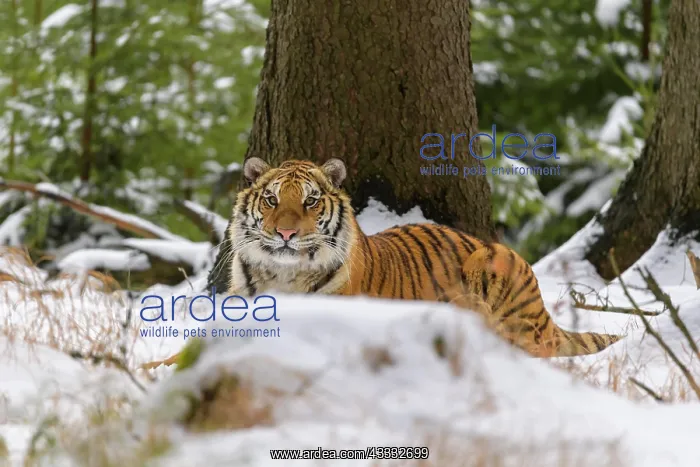 : Siberian tiger (Panthera tigris altaica), lying in snow : Siberian tiger (Panthera tigris altaica), lying in snow