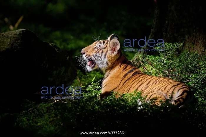 : Siberian tiger (Panthera tigris altaica), young animal lying