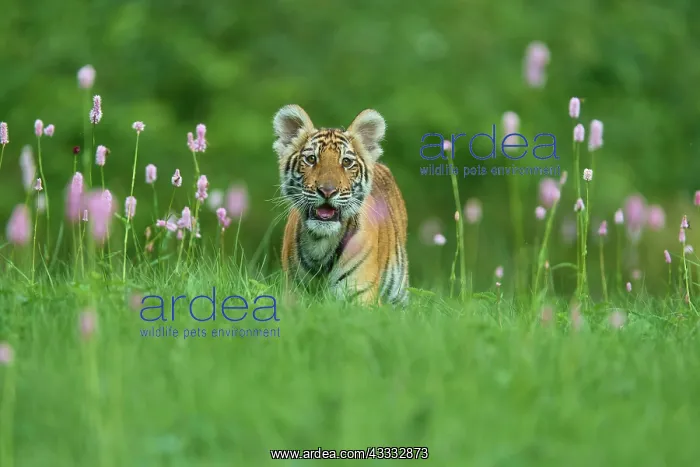 : Siberian tiger (Panthera tigris altaica), young in meadow : Siberian tiger (Panthera tigris altaica), young in meadow