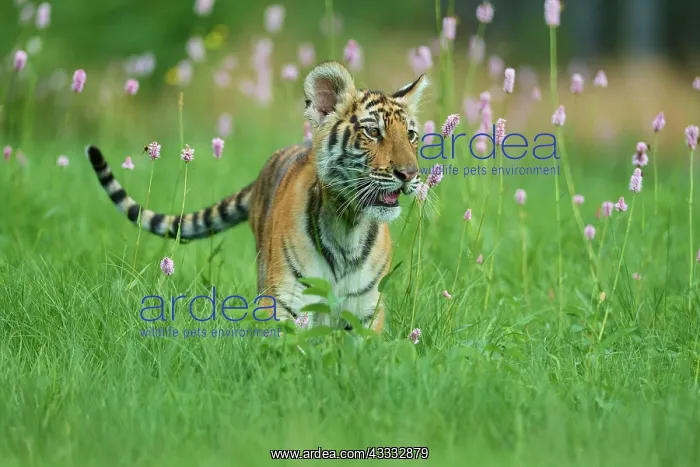 : Siberian tiger (Panthera tigris altaica), young in meadow : Siberian tiger (Panthera tigris altaica), young in meadow