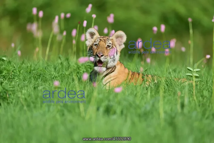 : Siberian tiger (Panthera tigris altaica), young in meadow : Siberian tiger (Panthera tigris altaica), young in meadow