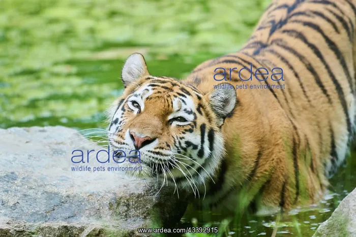 : Siberian tiger (Panthera tigris altaica) in the : Siberian tiger (Panthera tigris altaica) in the