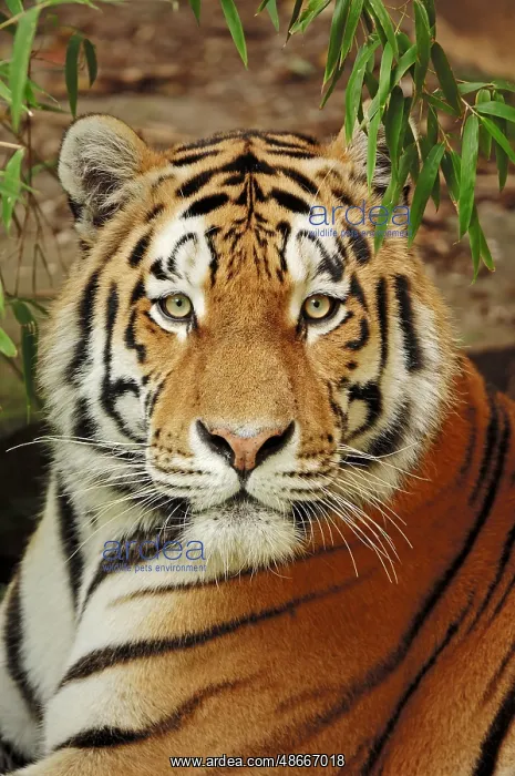 : Siberian tiger (Panthera tigris altaica), Amur tiger : Siberian tiger (Panthera tigris altaica), Amur tiger
