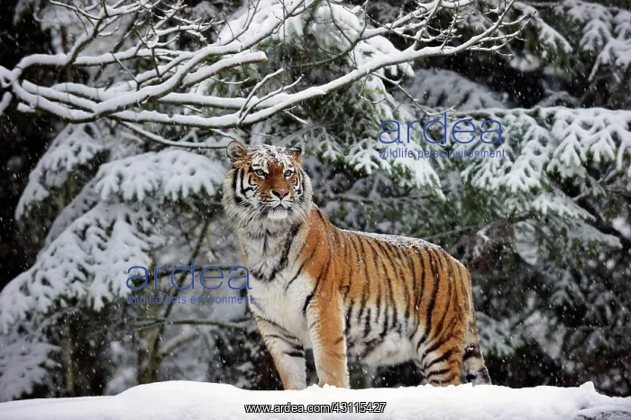 : Siberian tiger (Panthera tigris altaica), adult : Siberian tiger (Panthera tigris altaica), adult