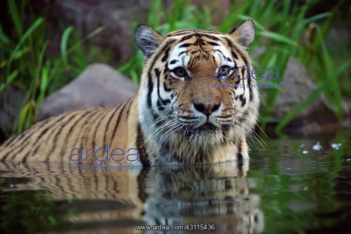 : Siberian tiger (Panthera tigris altaica), adult : Siberian tiger (Panthera tigris altaica), adult