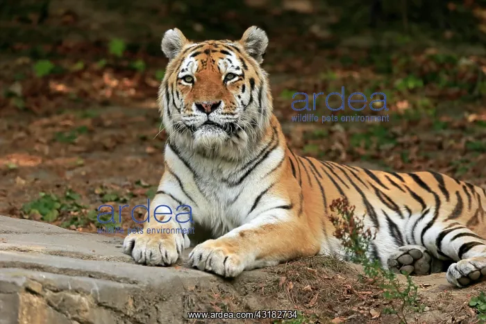 : Siberian tiger (Panthera tigris altaica), adult : Siberian tiger (Panthera tigris altaica), adult