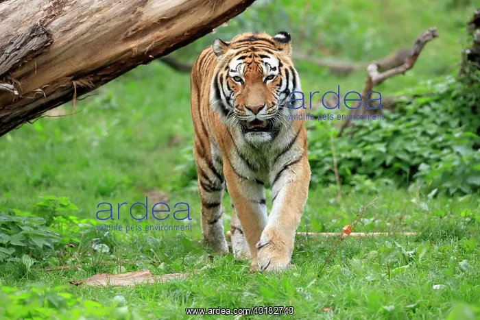 : Siberian tiger (Panthera tigris altaica), adult : Siberian tiger (Panthera tigris altaica), adult