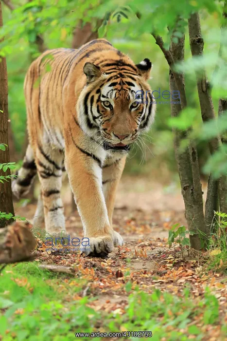 : Siberian tiger (Panthera tigris altaica), adult : Siberian tiger (Panthera tigris altaica), adult