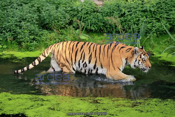 : Siberian tiger (Panthera tigris altaica), adult : Siberian tiger (Panthera tigris altaica), adult