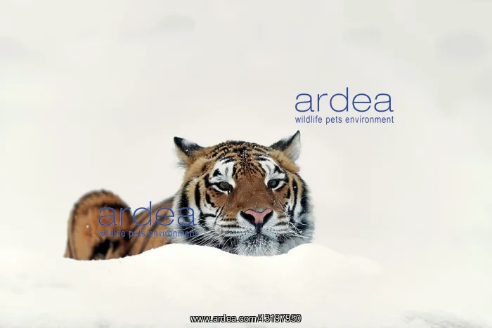 : Siberian tiger (Panthera tigris altaica), adult : Siberian tiger (Panthera tigris altaica), adult