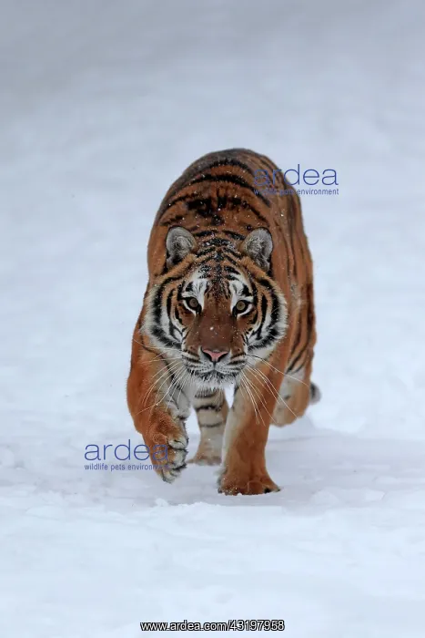 : Siberian tiger (Panthera tigris altaica), adult : Siberian tiger (Panthera tigris altaica), adult