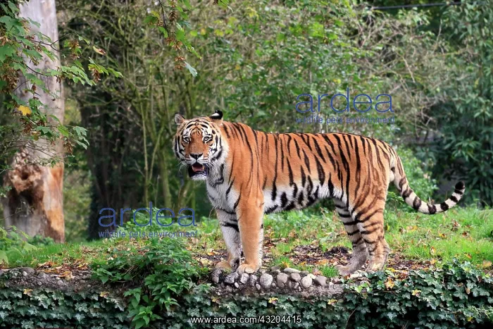 : Siberian tiger (Panthera tigris altaica), adult : Siberian tiger (Panthera tigris altaica), adult