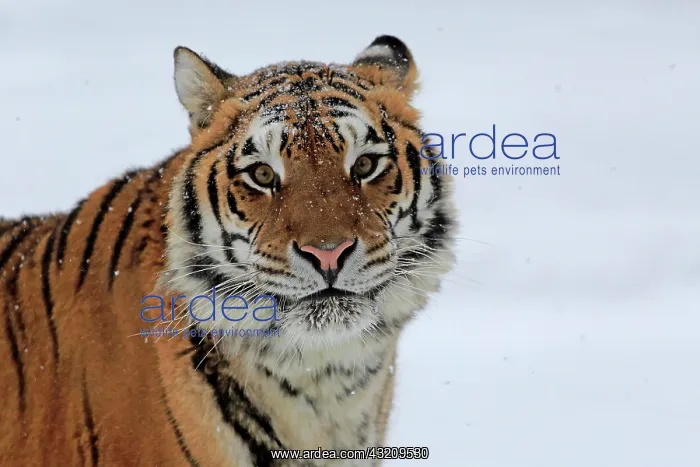 : Siberian tiger (Panthera tigris altaica), adult : Siberian tiger (Panthera tigris altaica), adult