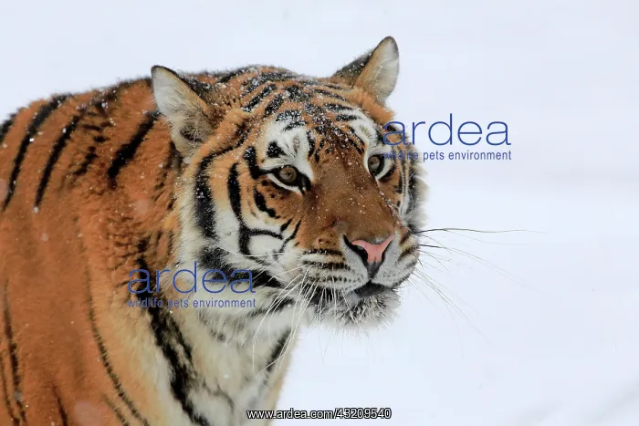 : Siberian tiger (Panthera tigris altaica), adult : Siberian tiger (Panthera tigris altaica), adult