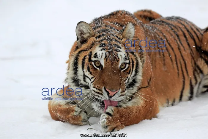 : Siberian tiger (Panthera tigris altaica), adult : Siberian tiger (Panthera tigris altaica), adult