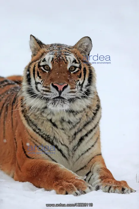 : Siberian tiger (Panthera tigris altaica), adult : Siberian tiger (Panthera tigris altaica), adult