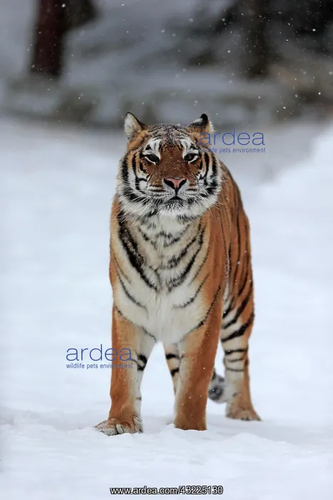: Siberian tiger (Panthera tigris altaica), adult : Siberian tiger (Panthera tigris altaica), adult