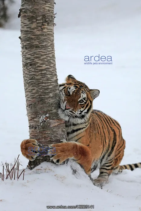 : Siberian tiger (Panthera tigris altaica), adult : Siberian tiger (Panthera tigris altaica), adult