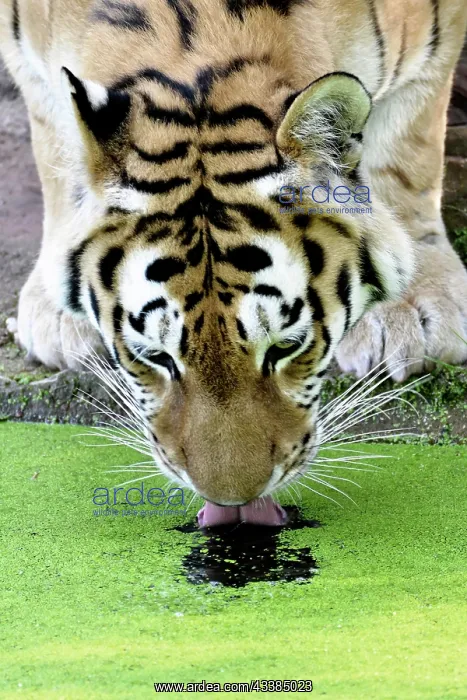 : Siberian tiger (Panthera tigris altaica) or Amur : Siberian tiger (Panthera tigris altaica) or Amur