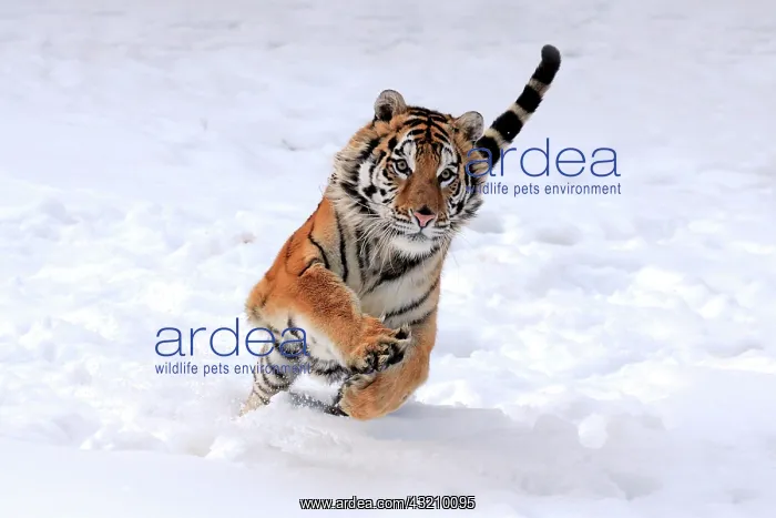 : Siberian Tiger (Panthera tigris altaica), jumping : Siberian Tiger (Panthera tigris altaica), jumping