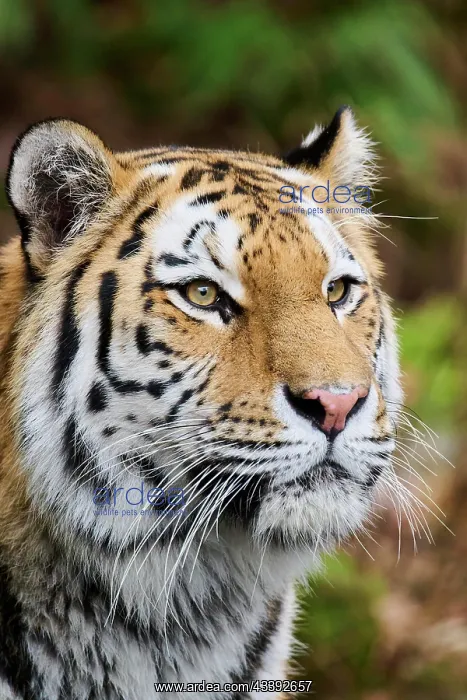 : Siberian tiger (Panthera tigris altaica), portrait : Siberian tiger (Panthera tigris altaica), portrait