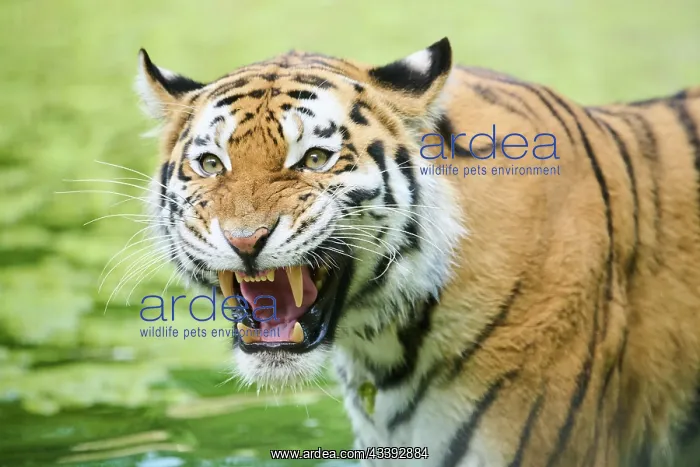 : Siberian tiger (Panthera tigris altaica), portrait : Siberian tiger (Panthera tigris altaica), portrait