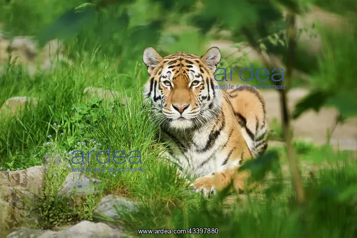 : Siberian tiger (Panthera tigris altaica), portrait : Siberian tiger (Panthera tigris altaica), portrait