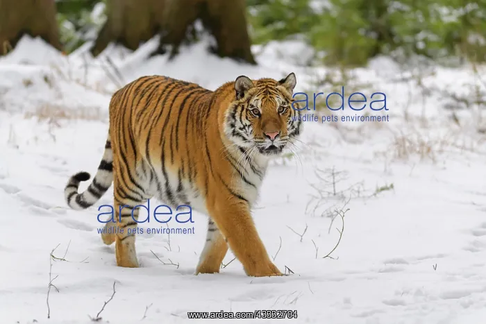 : Siberian tiger (Panthera tigris altaica), running : Siberian tiger (Panthera tigris altaica), running