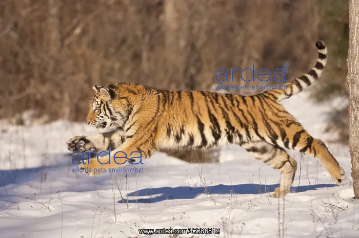  : Siberian tiger (Panthera tigris altaica), running