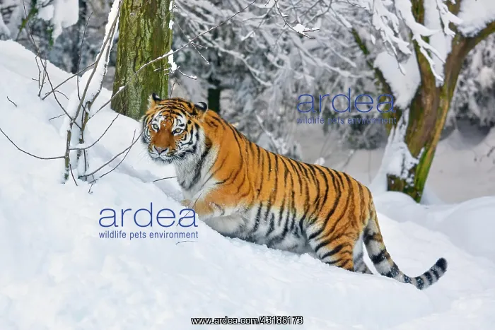 : Siberian tiger (Panthera tigris altaica), runs through : Siberian tiger (Panthera tigris altaica), runs through