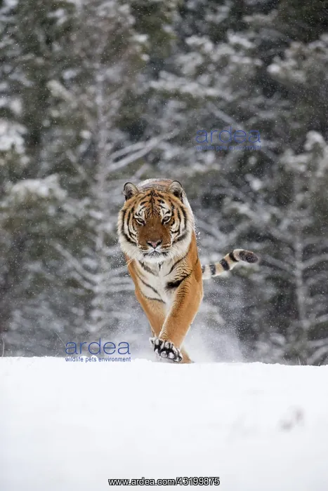 : Siberian tiger (Panthera tigris altaica), Siberian : Siberian tiger (Panthera tigris altaica), Siberian