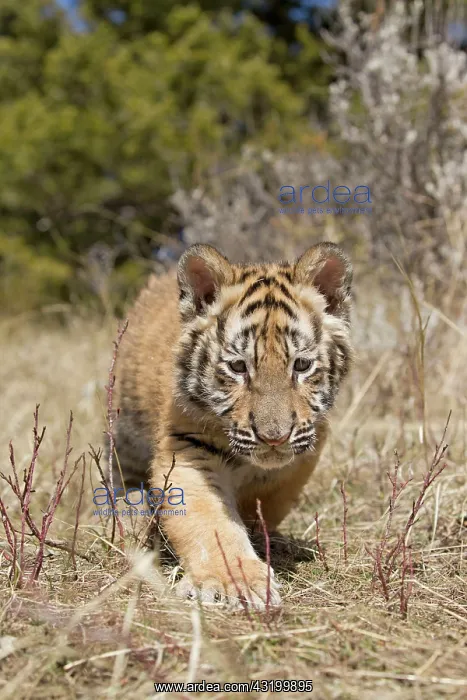 : Siberian tiger (Panthera tigris altaica), Siberian : Siberian tiger (Panthera tigris altaica), Siberian