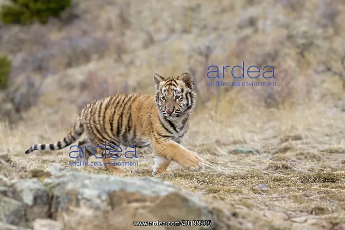 : Siberian tiger (Panthera tigris altaica), Siberian : Siberian tiger (Panthera tigris altaica), Siberian