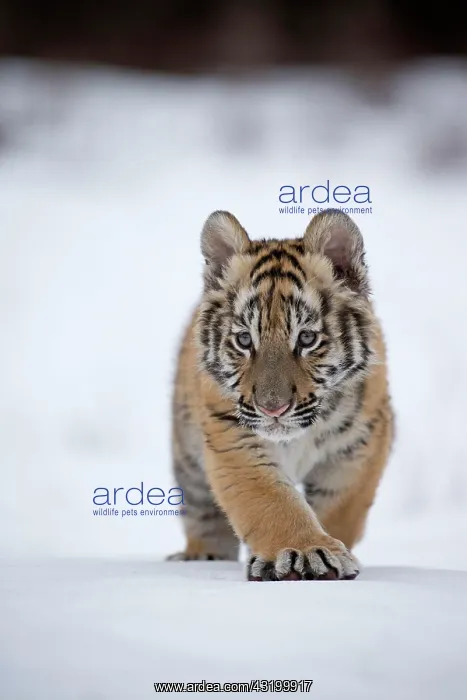  : Siberian tiger (Panthera tigris altaica), Siberian