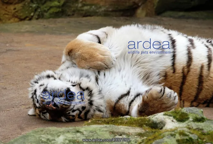 : Siberian tiger (Panthera tigris altaica), sleeping : Siberian tiger (Panthera tigris altaica), sleeping