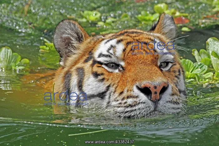 : Siberian tiger (Panthera tigris altaica), swimming : Siberian tiger (Panthera tigris altaica), swimming