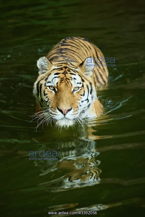 : Siberian tiger (Panthera tigris altaica) walking : Siberian tiger (Panthera tigris altaica) walking