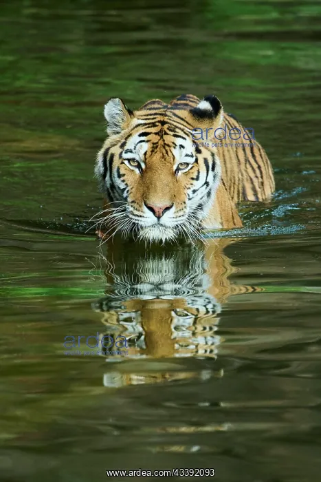 : Siberian tiger (Panthera tigris altaica) walking : Siberian tiger (Panthera tigris altaica) walking