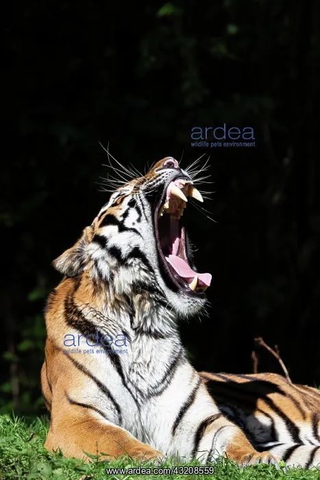 : Siberian tiger (Panthera tigris altaica), yawning : Siberian tiger (Panthera tigris altaica), yawning