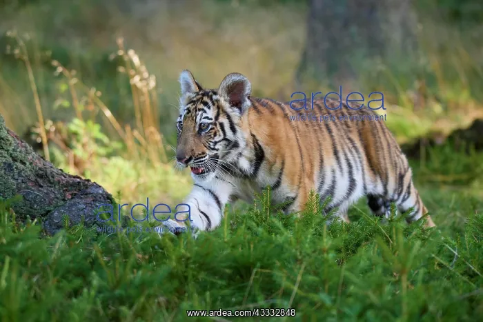 : Siberian tiger (Panthera tigris altaica), young : Siberian tiger (Panthera tigris altaica), young