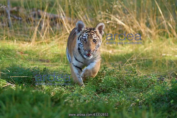 : Siberian tiger (Panthera tigris altaica), young : Siberian tiger (Panthera tigris altaica), young