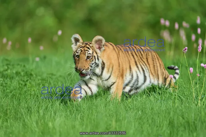 : Siberian tiger (Panthera tigris altaica), young : Siberian tiger (Panthera tigris altaica), young
