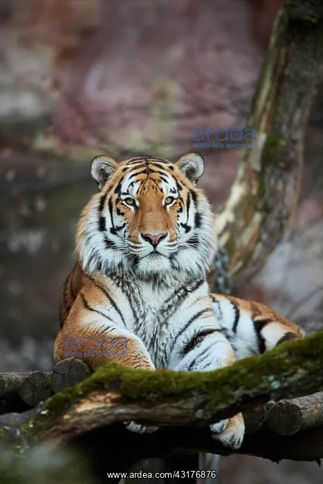 : Siberian tiger (Panthera tigris tigris), Bavaria : Siberian tiger (Panthera tigris tigris), Bavaria