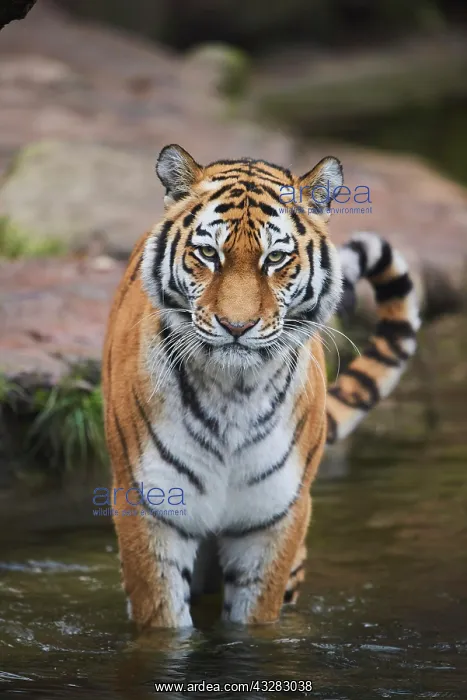 : Siberian tiger (Panthera tigris tigris) standing : Siberian tiger (Panthera tigris tigris) standing