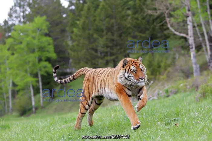 : Siberian Tiger - running : Siberian Tiger - running