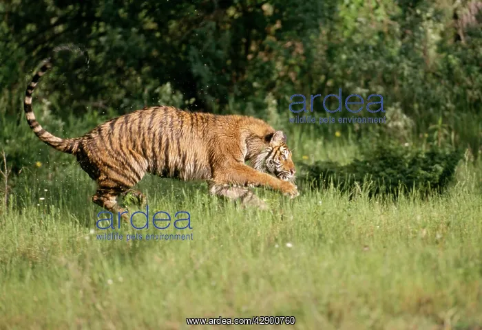 : SIBERIAN TIGER - running / pouncing, in grass : SIBERIAN TIGER - running / pouncing, in grass