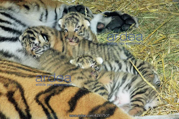 : Siberian Tiger - tigress with 5 three week old cubs : Siberian Tiger - tigress with 5 three week old cubs