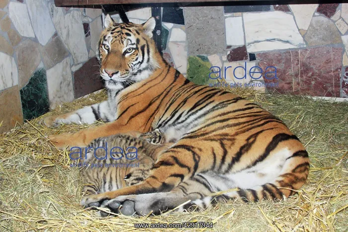 : Siberian Tiger - tigress with 5 three week old cubs : Siberian Tiger - tigress with 5 three week old cubs