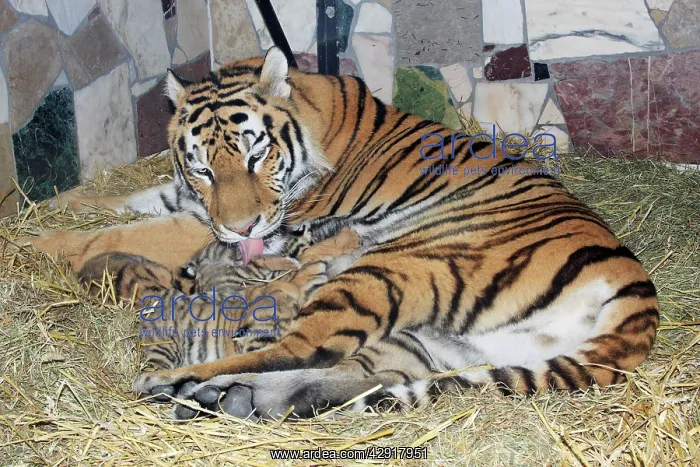 : Siberian Tiger - tigress with 5 three week old cubs : Siberian Tiger - tigress with 5 three week old cubs