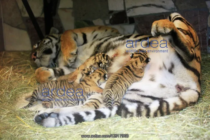: Siberian Tiger - tigress with 5 three week old cubs : Siberian Tiger - tigress with 5 three week old cubs
